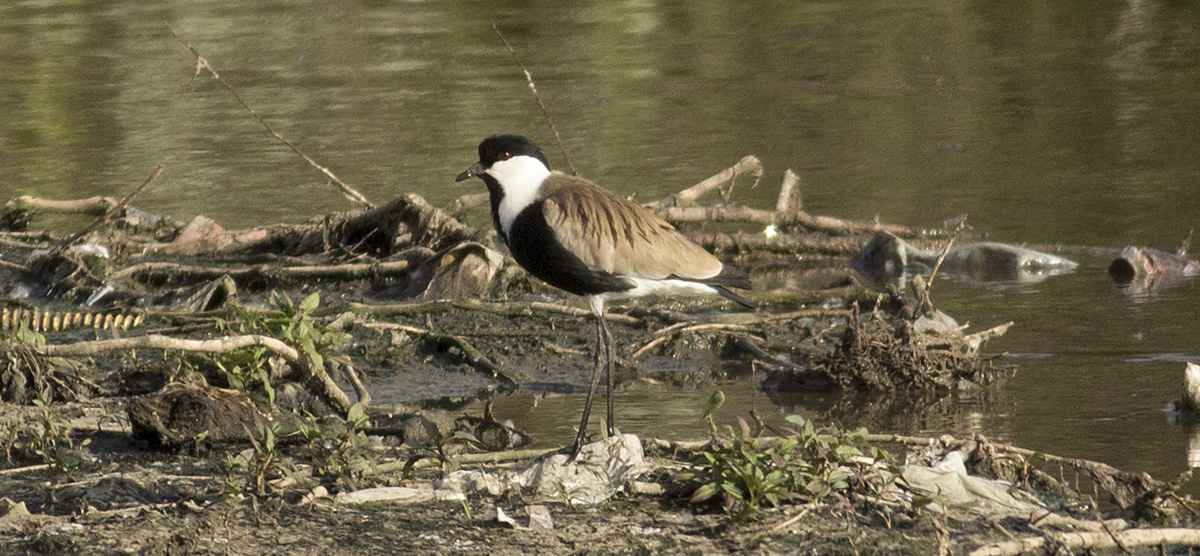 Spur-winged Lapwing